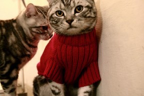 米兰体育网页版登陆-欧洲杯预选赛激战正酣，黑马球队横空出世，欧洲杯预选赛情况