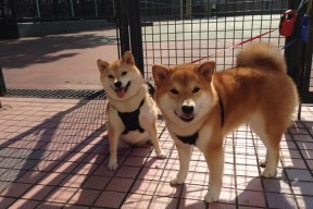 米兰体育-国足在世界杯中爆冷 战术执行成争议点，国足冲击2022年世界杯