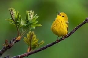 米兰电竞报道官网-热刺进攻端跑动积极撕裂空间，热刺进球