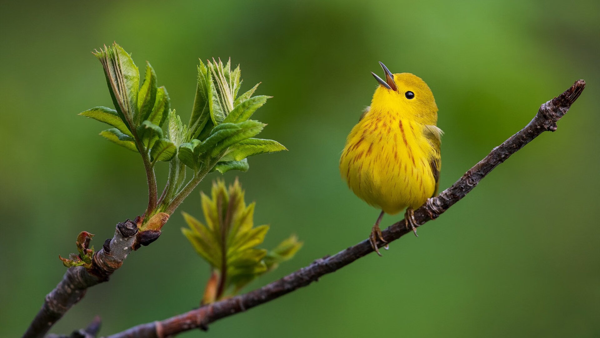 热刺进攻端跑动积极撕裂空间,热刺进球