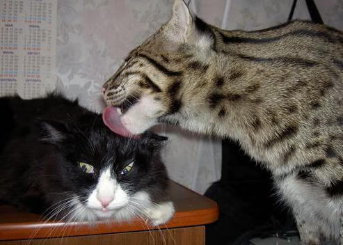 热火教练强调快节奏篮球仍需防守作基础，热火篮球训练营